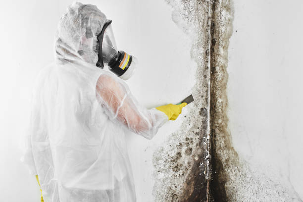 Trusted Rathdrum, ID Mold Remediation Experts